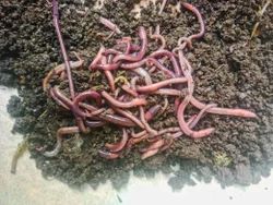 quality feeder insects